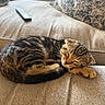 cat, couch, cozy, cute, domestic_animal, feline, fur, home, indoor, kitten, nap, pet, pillow, relaxing, remote_control, resting, sleeping, small_animal, tabby, whiskers