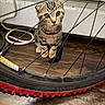 Cinnamon is registered to the contest to win money with this photo: animal, bicycle_wheel, cables, cat, closeup, curious, domestic, ears, floor, fur, indoor, kitten, pet, small, spokes, tabby, wheel, whiskers, wooden_floor, young