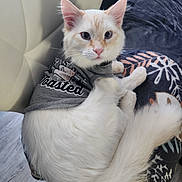 Newt is registered to the contest to win money with this photo: cat, kitten, white_cat, pet, fur, whiskers, ears, tail, paws, shirt, clothing, looking_at_camera, portrait, indoor, blanket, chair, cushion, cozy, domestic_animal, flooring