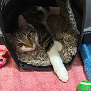Clarabelle is registered to the contest to win money with this photo: cat, kitten, tabby, white_paws, pet_carrier, blanket, cozy, sleeping_area, animal, feline, green_ball, toy, plush_toy, pink_towel, indoor, home, relaxed, lying_down, whiskers, portrait