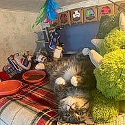 Tootsie is registered to the contest to win money with this photo: cat, upside_down, fluffy, toy, bowl, blanket, plush, indoor, relaxed, pet, cozy, colorful, feline, playful, fur, cute, resting, home, animal, comfortable