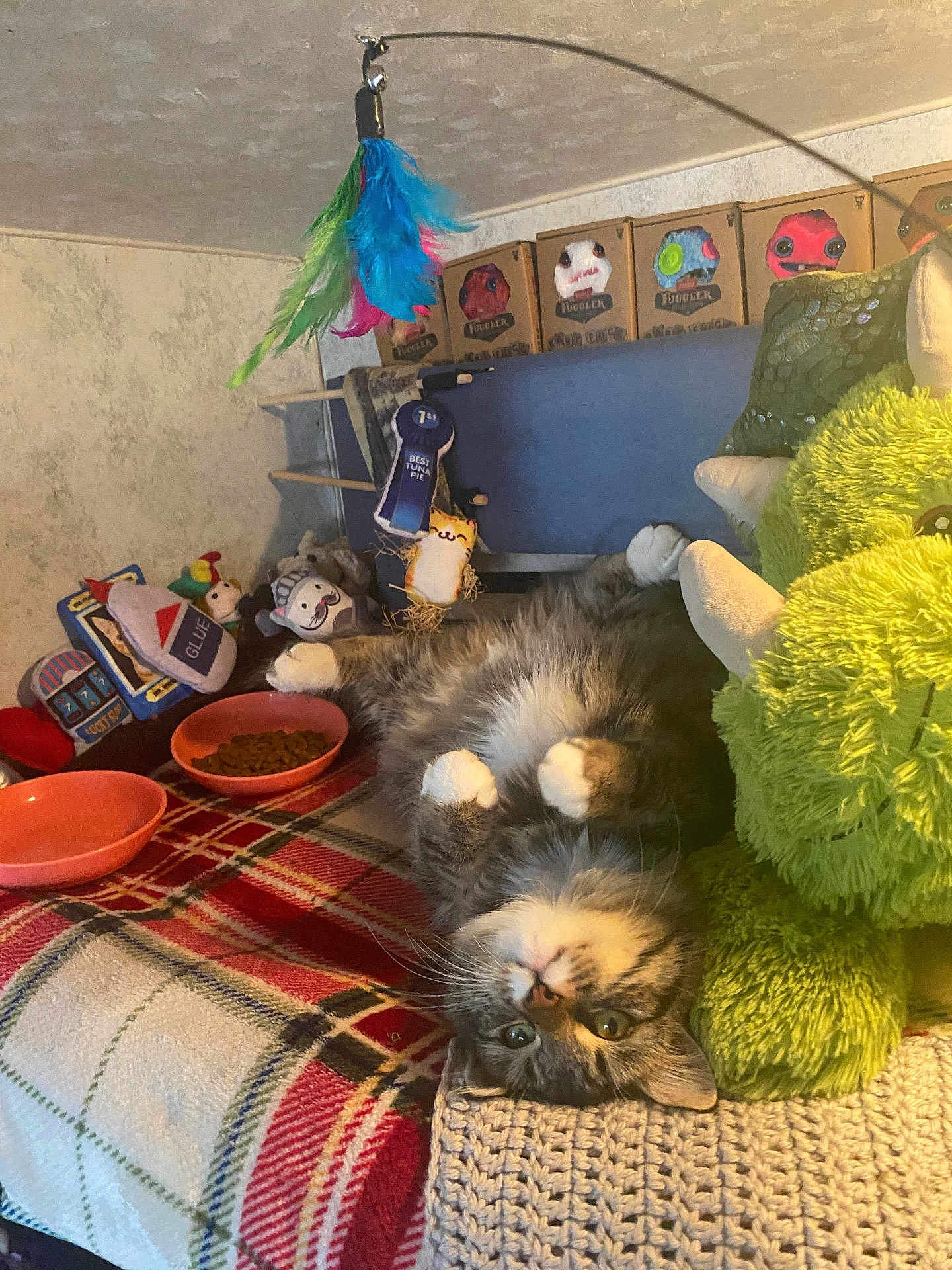 Tootsie is registered to the contest to win money with this photo: cat, upside_down, fluffy, toy, bowl, blanket, plush, indoor, relaxed, pet, cozy, colorful, feline, playful, fur, cute, resting, home, animal, comfortable