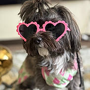 Coco joined the competition — help win amazing prizes! dog, pink_sunglasses, heart_shaped_glasses, top_knot, fluffy_fur, indoor, pet, costume, cute, fashion, accessory, portrait, small_dog, colorful_clothing, animal, funny, playful, furry, closeup, domestic_animal