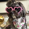 dog, pink_sunglasses, heart_shaped_glasses, top_knot, fluffy_fur, indoor, pet, costume, cute, fashion, accessory, portrait, small_dog, colorful_clothing, animal, funny, playful, furry, closeup, domestic_animal