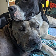 Shenron a rejoint le concours — aidez-le/la à gagner de superbes lots ! dog, pets, cuddle, bed, indoor, resting, closeup, animal, companionship, black_and_white_dog, brown_dog, blanket, furniture, television, home, cozy, relaxation, snuggle, canine, domestic
