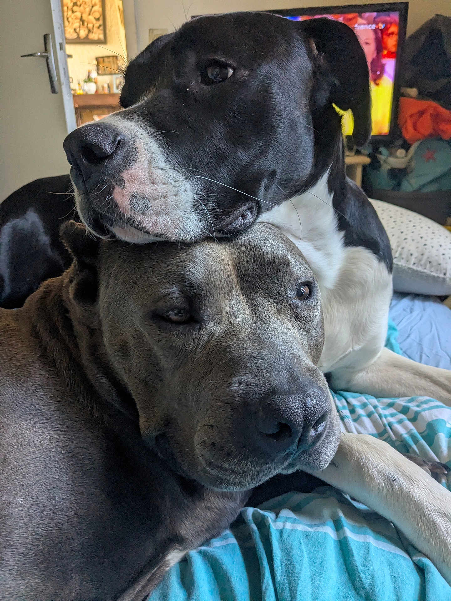 Shenron a rejoint le concours — aidez-le/la à gagner de superbes lots ! dog, pets, cuddle, bed, indoor, resting, closeup, animal, companionship, black_and_white_dog, brown_dog, blanket, furniture, television, home, cozy, relaxation, snuggle, canine, domestic