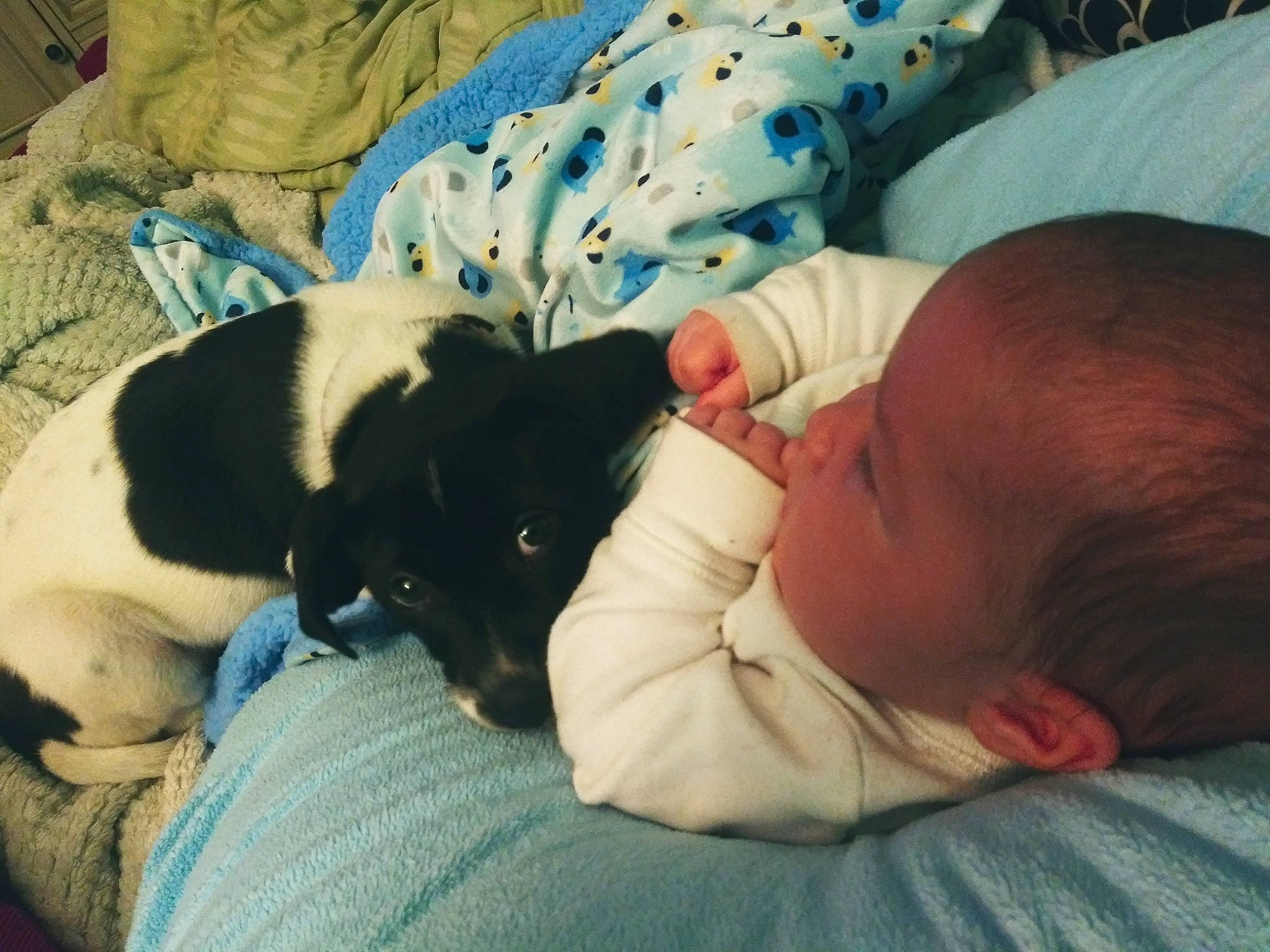 Keagan joined the competition — help win amazing prizes! baby, bedtime, canidae, carnivore, child, companion_dog, danish_swedish_farmdog, dog, dog_breed, ear, nap, person, pointer, puppy, puppy_love, rat_terrier, sleep, sporting_group