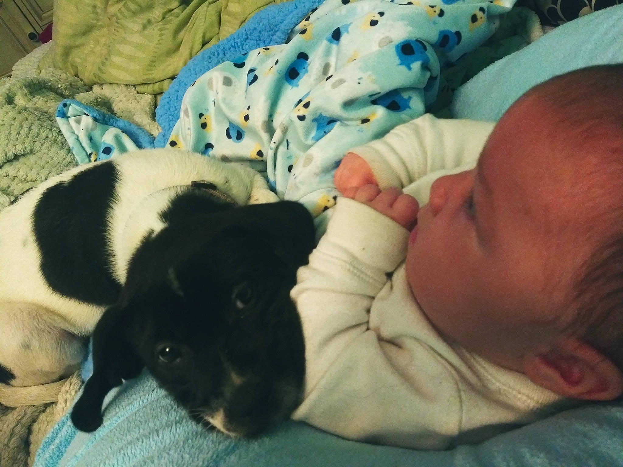Keagan is registered to the contest to win money with this photo: baby, bedtime, canidae, carnivore, child, companion_dog, danish_swedish_farmdog, dog, dog_breed, nap, person, pointer, puppy, puppy_love, rat_terrier, sleep, sporting_group