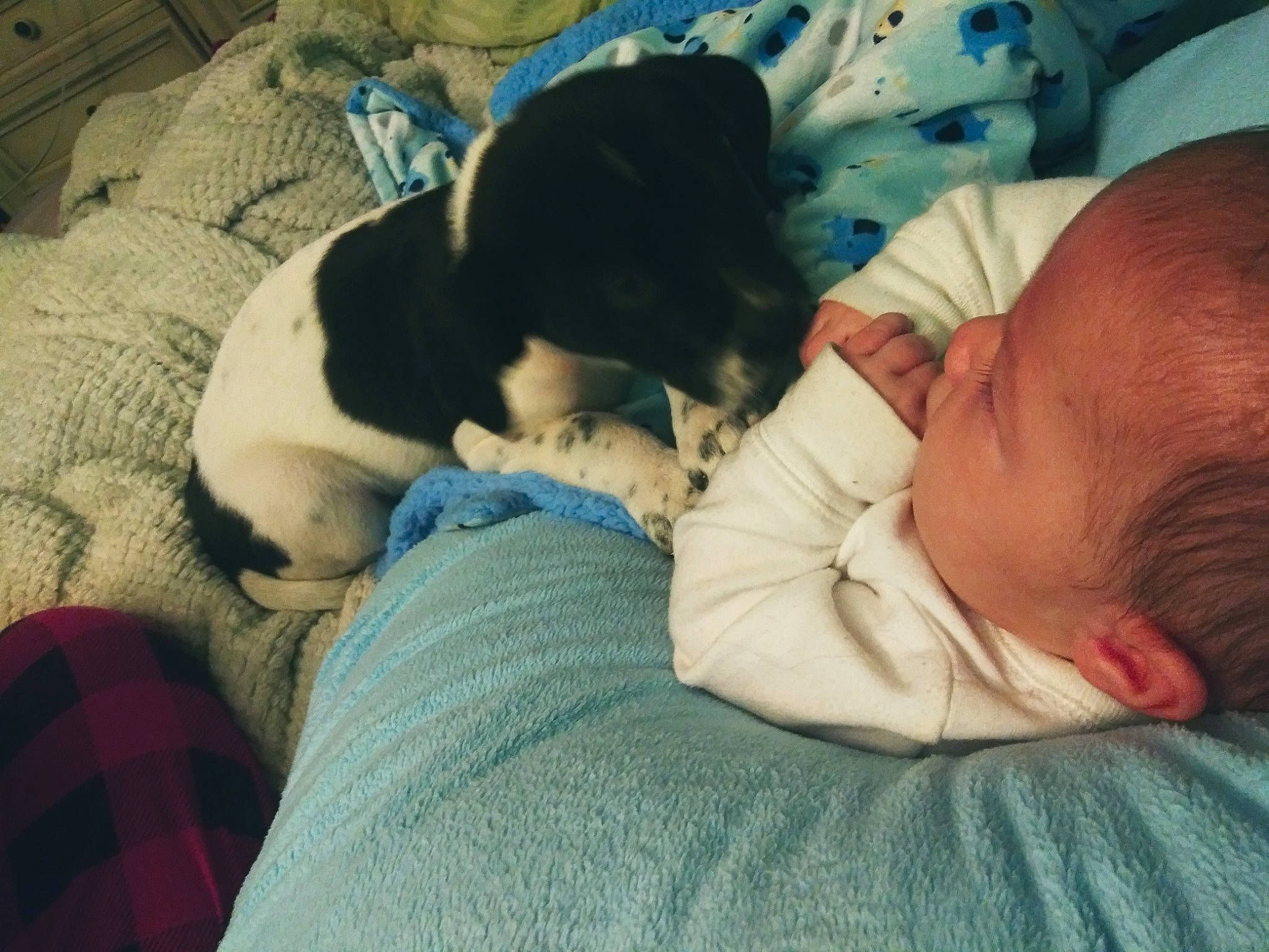 Keagan is registered to the contest to win money with this photo: baby, bedtime, birth, canidae, carnivore, child, companion_dog, danish_swedish_farmdog, dog, dog_breed, love, nap, person, puppy, puppy_love, sleep