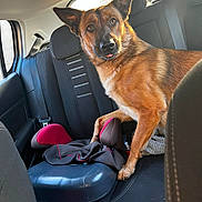 Lasco participe au concours pour gagner de l'argent avec cette photo : dog, car, car_seat, dog_tongue, backseat, pet, animal, brown_dog, seatbelt, window, headrest, leather_seat, interior, vehicle, looking, ears, tongue_out, curious, sitting, daylight