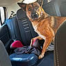 dog, car, car_seat, dog_tongue, backseat, pet, animal, brown_dog, seatbelt, window, headrest, leather_seat, interior, vehicle, looking, ears, tongue_out, curious, sitting, daylight