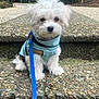 dog, puppy, white_dog, small_dog, harness, blue_leash, leash, steps, stone_steps, pebbled_surface, outdoor, pet, looking_at_camera, cute, fluffy, fur, close_up, portrait, building, greenery