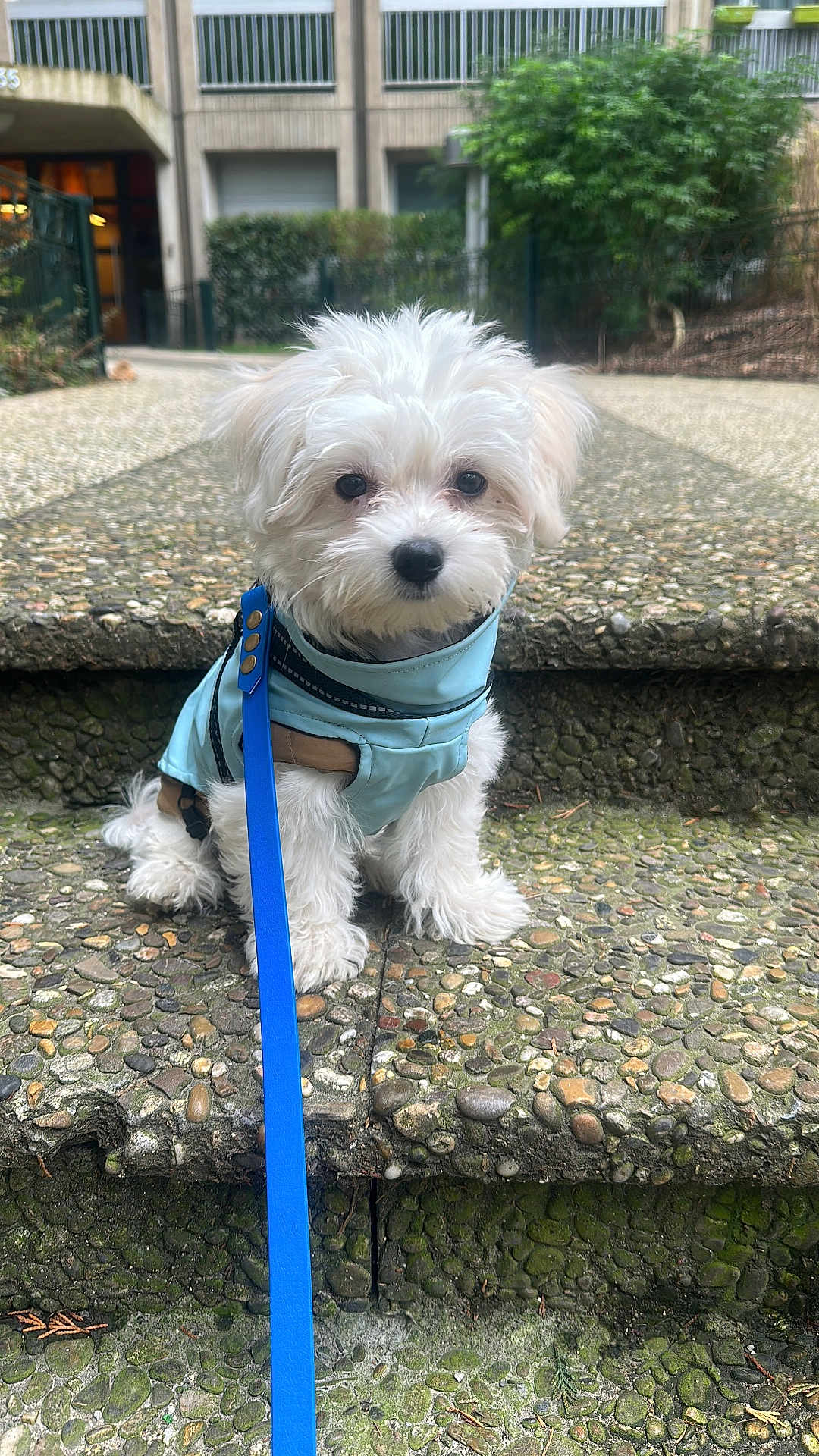 Auréa participe au concours pour gagner de l'argent avec cette photo : dog, puppy, white_dog, small_dog, harness, blue_leash, leash, steps, stone_steps, pebbled_surface, outdoor, pet, looking_at_camera, cute, fluffy, fur, close_up, portrait, building, greenery