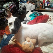 Bellah joined the competition — help win amazing prizes! dog, white_dog, black_patch, teddy_bear, toy, blanket, bed, clutter, clothes, bicycle, indoor, pet, animal, furniture, stuffed_animal, relaxing, canine, messy_room, home, domestic