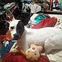 dog, white_dog, black_patch, teddy_bear, toy, blanket, bed, clutter, clothes, bicycle, indoor, pet, animal, furniture, stuffed_animal, relaxing, canine, messy_room, home, domestic