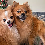 Rocket And Pretty is registered to the contest to win money with this photo: dog, pet, fluffy, happy, smiling, couch, indoor, closeup, fur, cute, companion, animal, friendship, christmas_tree, holiday, domestic_animal, two_dogs, tongue_out, snuggling, background_blur