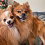 dog, pet, fluffy, happy, smiling, couch, indoor, closeup, fur, cute, companion, animal, friendship, christmas_tree, holiday, domestic_animal, two_dogs, tongue_out, snuggling, background_blur