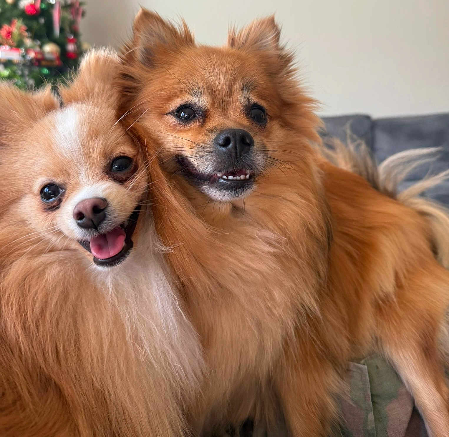 Rocket And Pretty is registered to the contest to win money with this photo: dog, pet, fluffy, happy, smiling, couch, indoor, closeup, fur, cute, companion, animal, friendship, christmas_tree, holiday, domestic_animal, two_dogs, tongue_out, snuggling, background_blur