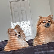 Pretty And Rocket joined the competition — help win amazing prizes! dog, pomeranian, bed, indoor, sunlight, shadow, striped_light, furry, pet, cute, animal, two_dogs, resting, door, white_wall, cozy, fur, companion, domestic, relaxed