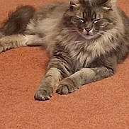 Saidie joined the competition — help win amazing prizes! animal, carpet, cat, cozy, cute, domestic_animal, feline, fluffy_cat, fur, gray_cat, indoor, lying_down, mammal, paws, pet, quiet, relaxed, resting, sleepy, whiskers