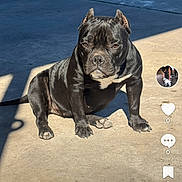 Cherry joined the competition — help win amazing prizes! advertisement, animal, ball, bostonbull, boxer, bulldog, canine, dog, football, frenchbulldog, head, person, pet, pitbull, policedog, pug, soccer, soccerball, sport, text