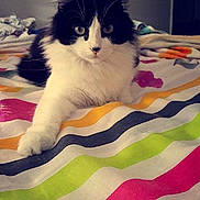 Nala participe au concours pour gagner de l'argent avec cette photo :