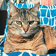 Olia participe au concours pour gagner de l'argent avec cette photo : abyssinian, angora, animal, armchair, blanket, cat, chair, couch, cushion, egyptiancat, furniture, homedecor, kitten, manx, person, pet, quilt, sleeping