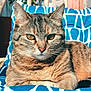 abyssinian, angora, animal, armchair, blanket, cat, chair, couch, cushion, egyptiancat, furniture, homedecor, kitten, manx, person, pet, quilt, sleeping