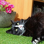Narnia participe au concours pour gagner de l'argent avec cette photo : artificial_grass, black_and_white, cat, close_up, cozy, curious, flower_pot, fluffy, fur, indoor, lying_down, outdoor, pet, pink_flowers, relaxing, shoes, sunlight, whiskers, wooden_cabinet, yellow_eyes