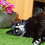 artificial_grass, black_and_white, cat, close_up, cozy, curious, flower_pot, fluffy, fur, indoor, lying_down, outdoor, pet, pink_flowers, relaxing, shoes, sunlight, whiskers, wooden_cabinet, yellow_eyes