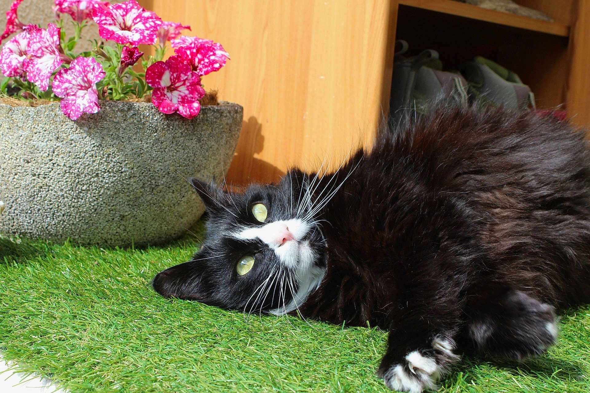 Narnia participe au concours pour gagner de l'argent avec cette photo : artificial_grass, black_and_white, cat, close_up, cozy, curious, flower_pot, fluffy, fur, indoor, lying_down, outdoor, pet, pink_flowers, relaxing, shoes, sunlight, whiskers, wooden_cabinet, yellow_eyes