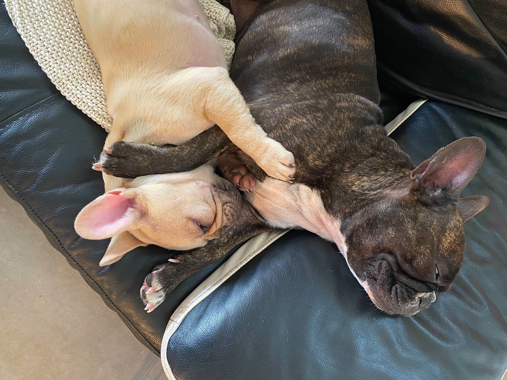 Winnie participe au concours pour gagner de l'argent avec cette photo : carnivore, comfort, companion_dog, dog, dog_breed, ear, fawn, foot, fur, gesture, human_leg, lap, leg, nail, paw, snout, toe, whiskers, wrinkle, wrist