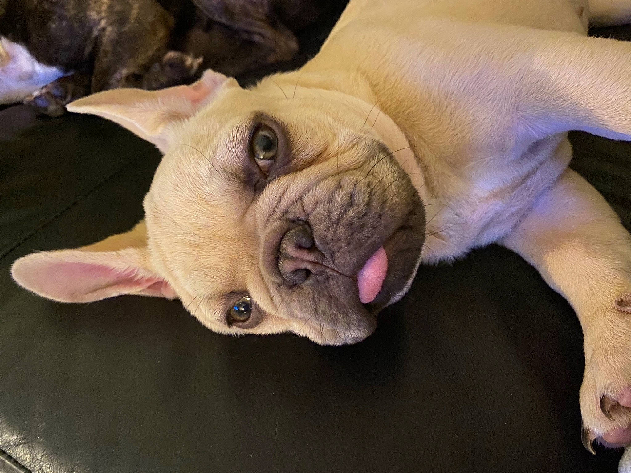 Winnie participe au concours pour gagner de l'argent avec cette photo : bulldog, canidae, carnivore, companion_dog, dog, dog_breed, ear, fawn, fur, jaw, molosser, non_sporting_group, paw, puppy, snout, sporting_group, terrestrial_animal, toy_dog, whiskers, wrinkle