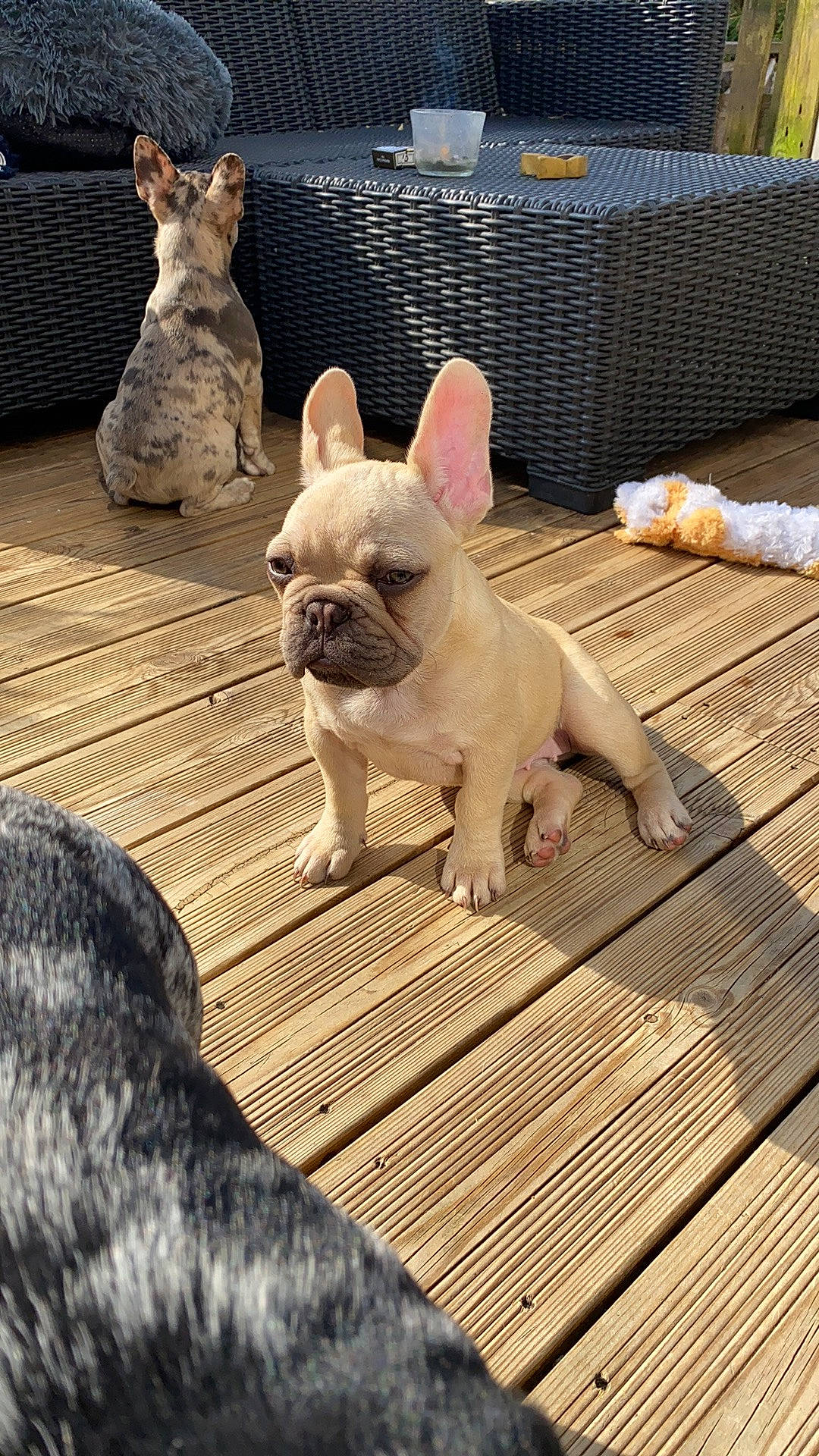 Winnie a rejoint le concours — aidez-le/la à gagner de superbes lots ! carnivore, comfort, companion_dog, dog, dog_breed, fawn, felidae, flooring, hardwood, mammal, snout, sporting_group, tail, terrestrial_animal, toy_dog, vertebrate, whiskers, wood, working_animal, wrinkle