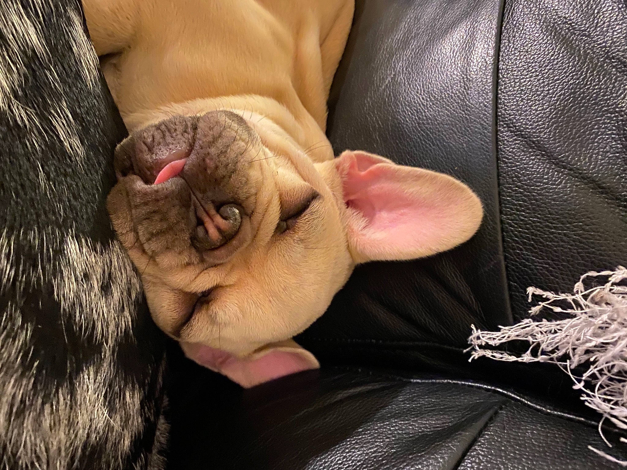 Winnie participe au concours pour gagner de l'argent avec cette photo : abdomen, close_up, comfort, couch, ear, fawn, finger, flesh, fur, gesture, hand, human_leg, livestock, nail, sheep, terrestrial_animal, whiskers, wool, wrinkle, wrist