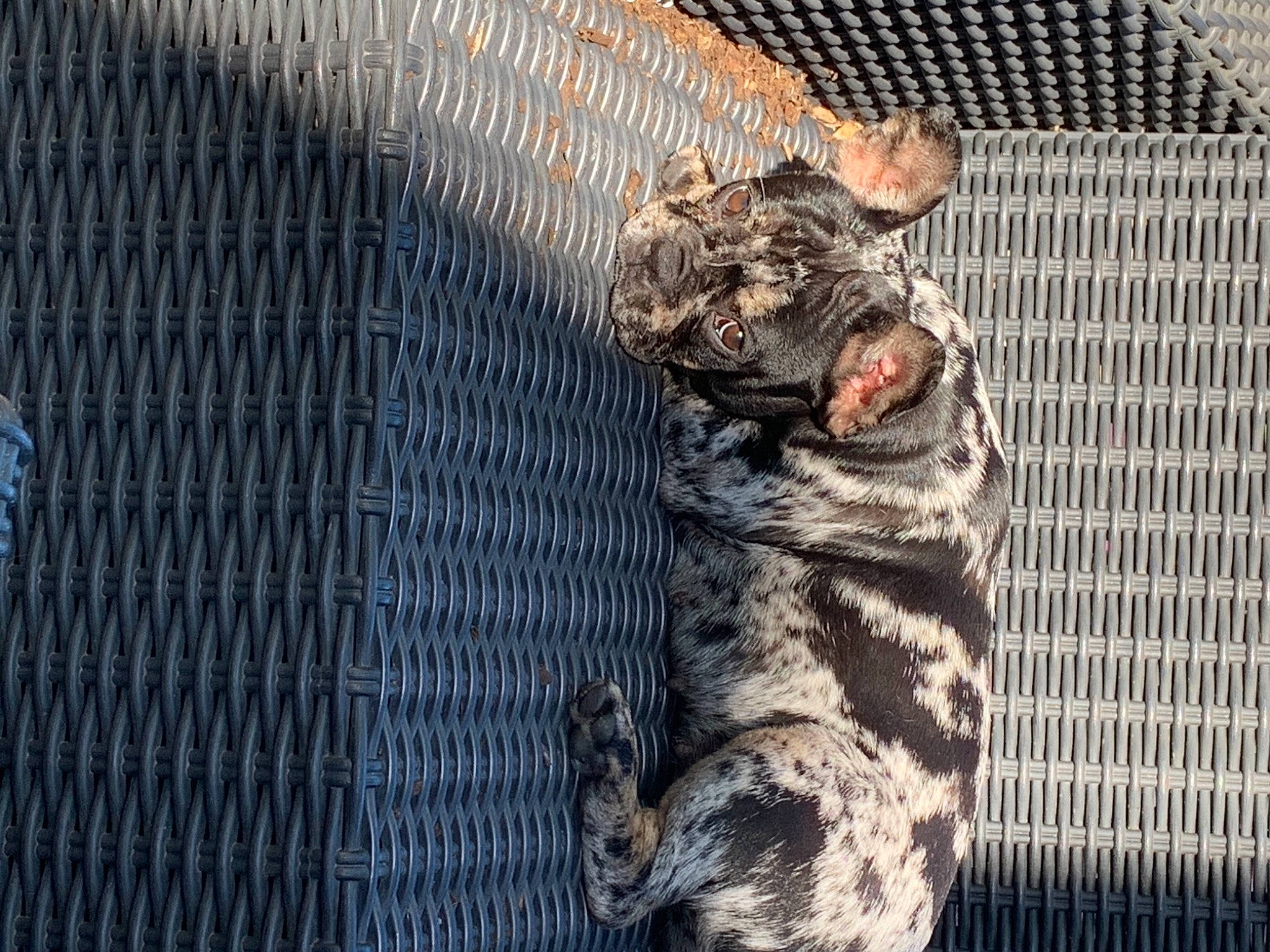 Lovely participe au concours pour gagner de l'argent avec cette photo : animal_shelter, army, canidae, cargo_pants, carnivore, claw, dog_breed, domestic_short_haired_cat, felidae, fur, mesh, military_camouflage, paw, small_to_medium_sized_cats, sporting_group, tail, terrestrial_animal, whiskers