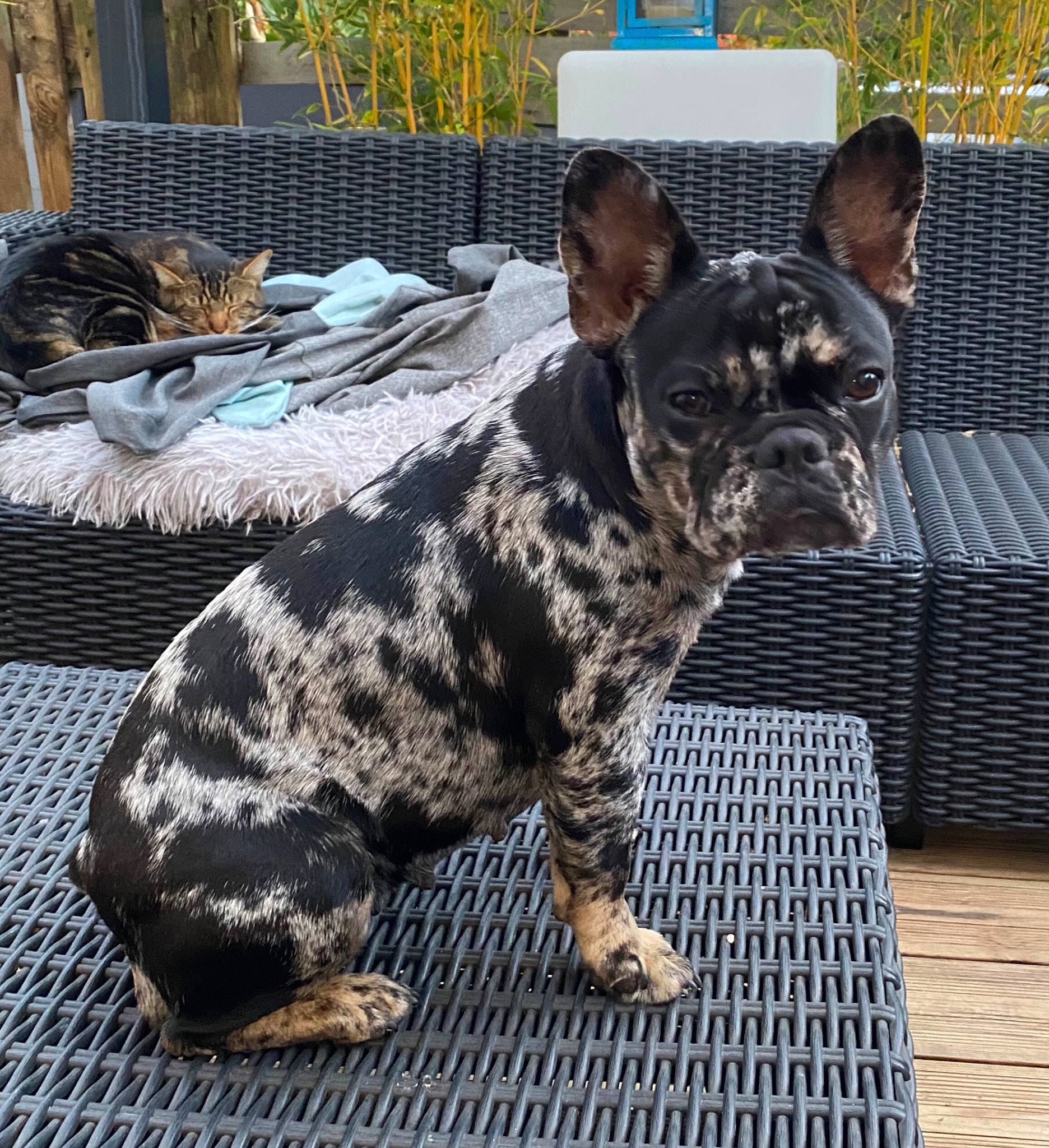 Lovely a rejoint le concours — aidez-le/la à gagner de superbes lots ! canidae, carnivore, chair, collar, companion_dog, dog, dog_breed, dog_collar, fawn, fur, grass, guard_dog, plant, snout, sporting_group, tail, terrestrial_animal, whiskers, working_animal, working_dog