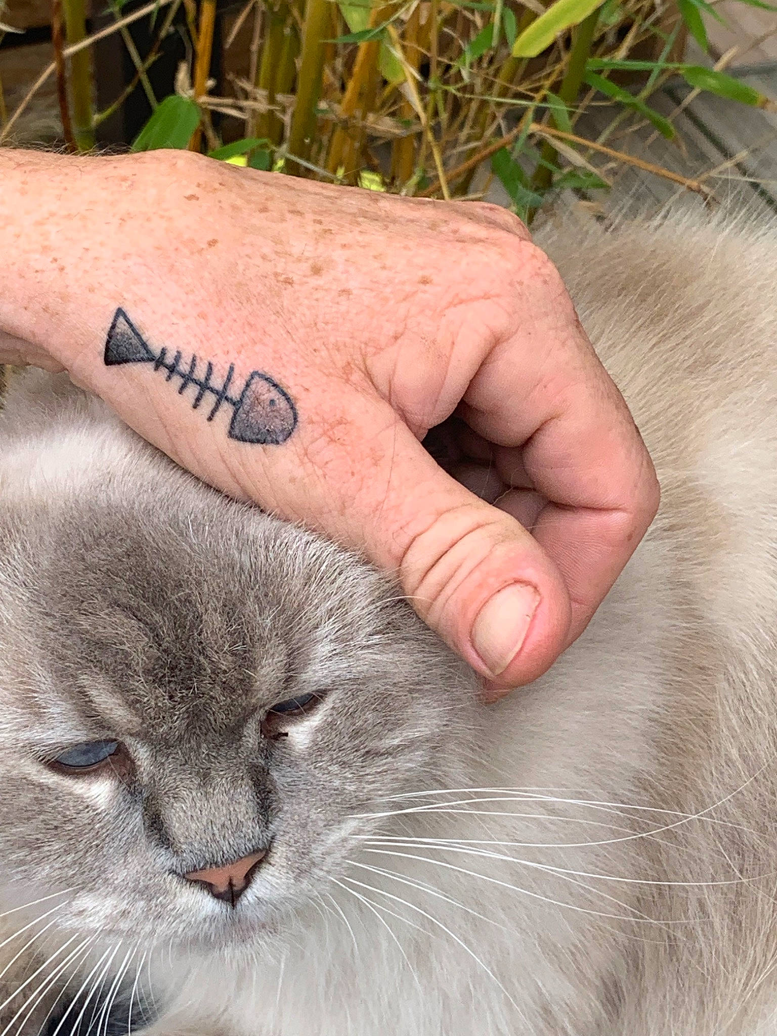 Titou participe au concours pour gagner de l'argent avec cette photo : british_shorthair, carnivore, cat, close_up, ear, eye, fawn, felidae, fur, hand, skin, small_to_medium_sized_cats, tattoo, whiskers