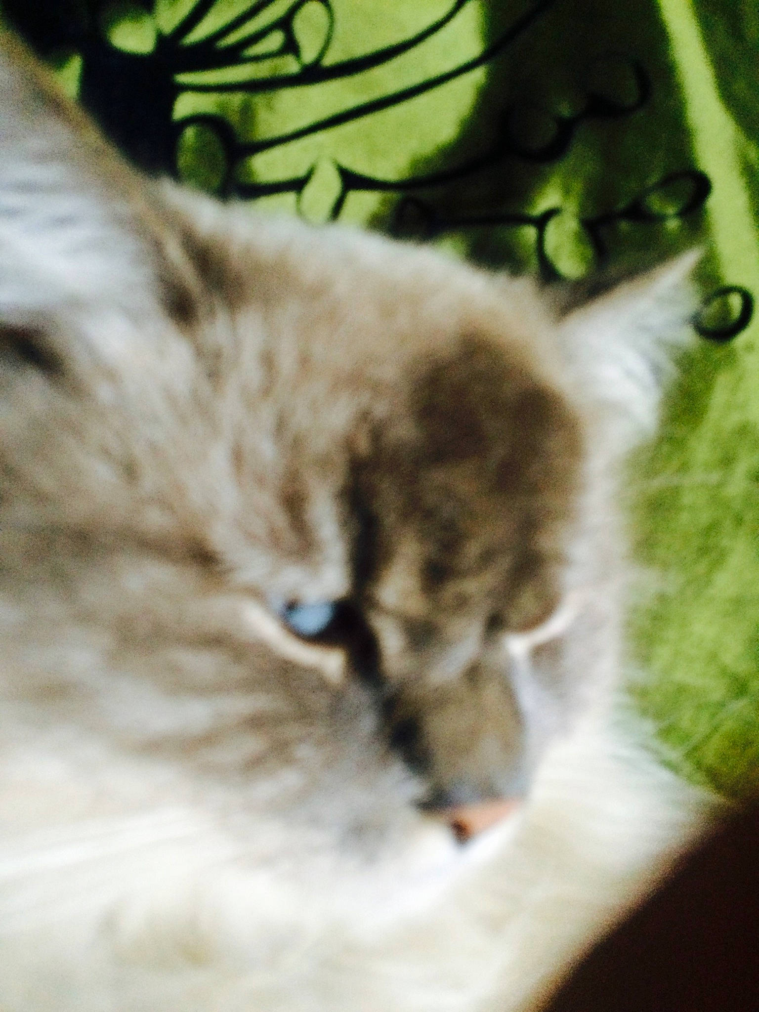 Titou a rejoint le concours — aidez-le/la à gagner de superbes lots ! canidae, carnivore, cat, felidae, fur, kitten, ragdoll, small_to_medium_sized_cats, snout, whiskers