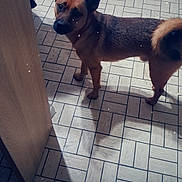 Cookie a rejoint le concours — aidez-le/la à gagner de superbes lots ! dog, indoor, tile_floor, brown_dog, heart_icon, shadow, pet, looking_up, ears_up, canine, floor_pattern, standing, curious, domestic_animal, animal, background, wooden_furniture, light_shadow, companionship, home