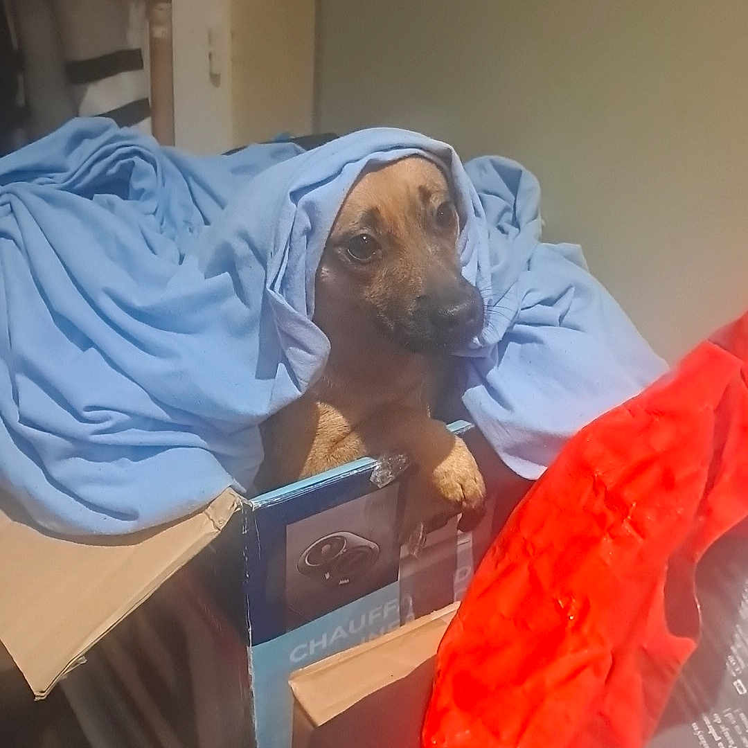 Cookie a rejoint le concours — aidez-le/la à gagner de superbes lots ! animal, blanket, blue_cloth, brown_dog, cardboard_box, container, cozy, curious, cute, dog, fabric, face, household, indoor, looking, paw, pet, resting, soft, wrapped