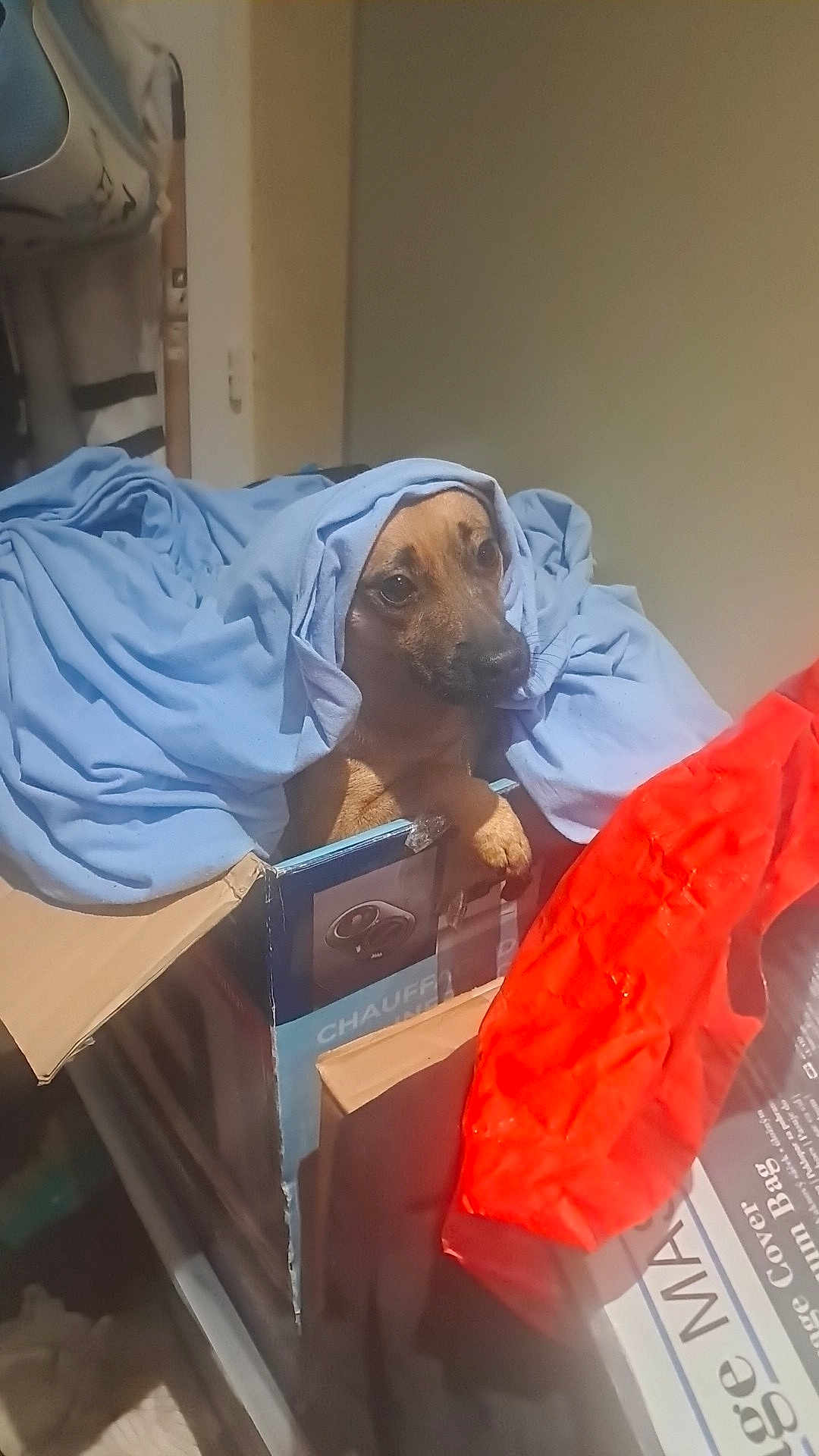 Cookie a rejoint le concours — aidez-le/la à gagner de superbes lots ! dog, cardboard_box, blue_cloth, indoor, pet, curious, brown_dog, wrapped, cozy, animal, paw, face, looking, blanket, container, household, fabric, soft, resting, cute