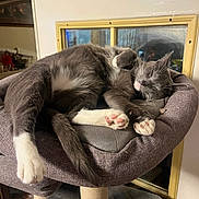 Nova is registered to the contest to win money with this photo: animal, cat, cat_tree, cozy, cute, feline, fur, gray_cat, home, indoor, nap, paw_pads, pet, relaxed, resting, sleeping, soft, whiskers, white_paws, window