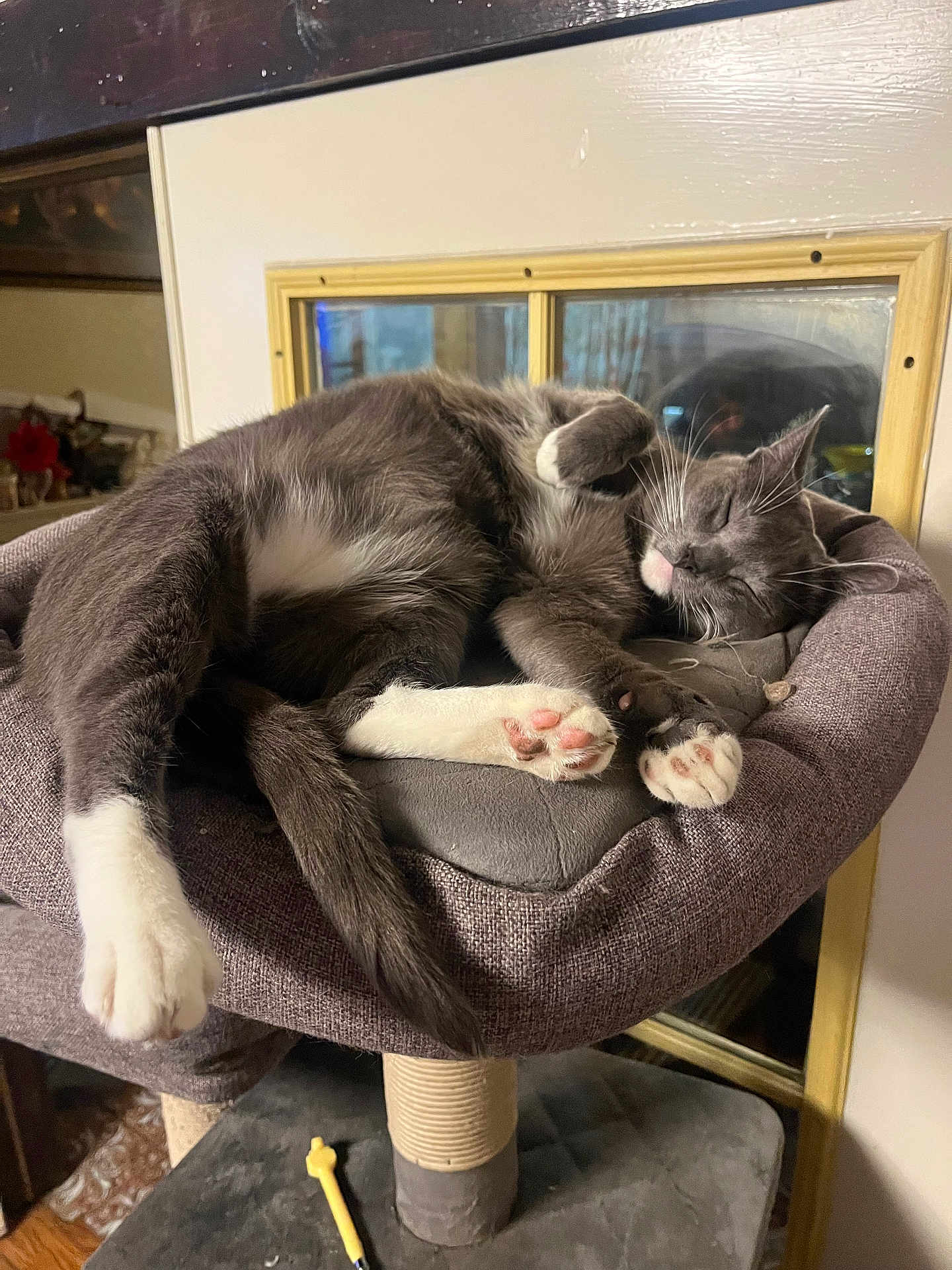 Nova
