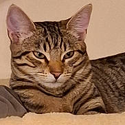 Skitty a rejoint le concours — aidez-le/la à gagner de superbes lots ! animal, cat, closeup, cute, ears, eyes, feline, fur, indoor, lying_down, muzzle, nose, pet, portrait, relaxed, resting, soft, striped, tabby, whiskers