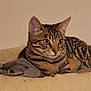 alert, animal, bed, blanket, cat, cozy, cute, ears, eyes, feline, fur, gray_cloth, indoor, pet, relaxing, resting, soft, striped, tabby, whiskers
