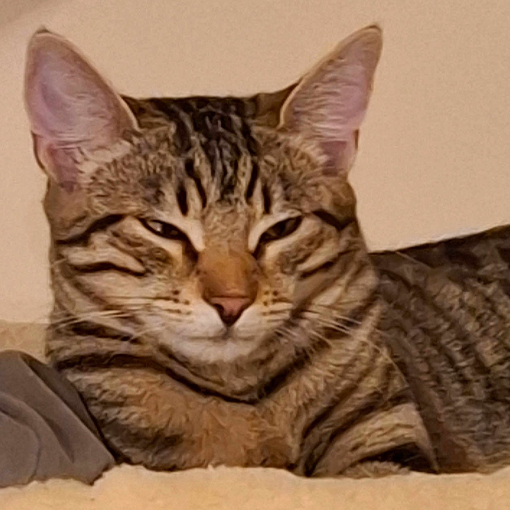 Skitty a rejoint le concours — aidez-le/la à gagner de superbes lots ! animal, cat, closeup, cozy, cute, domestic, ears, face, feline, fur, indoor, mammal, pet, portrait, relaxed, resting, sleepy, striped, tabby, whiskers