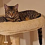 animal, cat, cat_tree, cozy, cute, domestic_cat, ears, feline, fur, home, indoor, looking, mammal, pet, relaxed, resting, striped, tabby, tail, whiskers