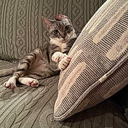 Lucy is registered to the contest to win money with this photo: cat, gray_cat, white_paws, couch, pillow, indoor, relaxed, pet, feline, curious, texture, pattern, home, cozy, fur, whiskers, claws, seated, pawpads, domestic_animal