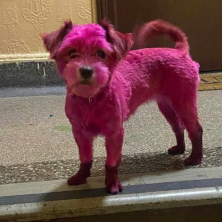 Mocha Dijanae joined the competition — help win amazing prizes! alert, animal, canine, closeup, colorful, companion, curious, dog, domestic_animal, door, dyed, floor, fur, indoor, pet, pink, portrait, small_dog, standing, tail